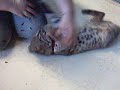 Playful Bobcat