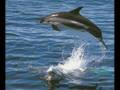 Dolphins Make Me Cry