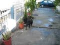 Neighbor\ Neighbor\