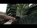 Pick a Name for this Song!
