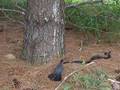 Cat Bird defends against Black Rat Snake