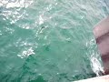 Redondo beach mackerel