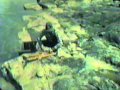 CANADA FISHING TRIP-Artic Lodges on Reindeer Lake