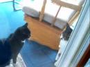 Blacka &  Kitta
