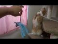 Click here to watch this video おもちゃに猫パンチ - The cat plays with the toy and the string .