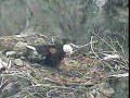 TH Nest: Dad Eagle Meets his Eaglet for the very first time!