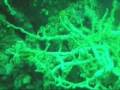 Coron Wreck Dive - Tai Maru