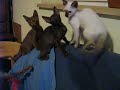 OKH, Balinesenkitten von Kalmar OKH, Balinesenkitten von Kalmar