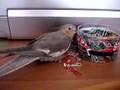 Spike the Cockatiel having fun with paper clips!