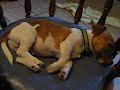 Click here to watch this video Jug puppy has crazy dreams !! 13 weeks old jack russell, pug mix = adorable