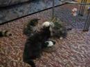Maine coon 7 Wochen Maine coon 7 Wochen
