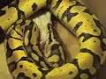 My Ball Python eating an XL mouse