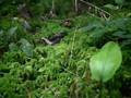 Nature 2008 07 20
