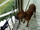 Lucy- My Boxer
