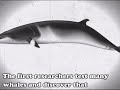 Japanese Whaling - The Science of Whales