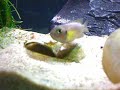 Brevis Spawn; first look outside the shell!