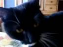 Milka is biting again! Milka is biting again!