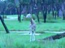 Giraffes