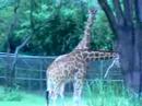 giraffe-fight-in-the-waterberg-south-africa.html