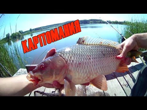 на карпа с фидером видео лещ карась на карпа с фидером видео лещ карась