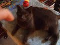 Moxley Cat Spank Cam Moxley Cat Spank Cam