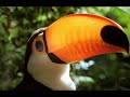 bbc penguins en français