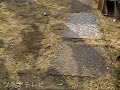 ゴルフボールの取り合い♪