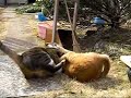 ゴルフボールの取り合い♪