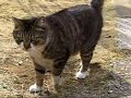 ゴルフボールの取り合い♪