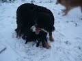 bouvier bernois neige 1.MOV
