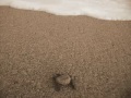 tortugas-golfinas-liberadas.html