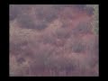 950 Meters - Amazing Shot 950 Meters - Amazing Shot
