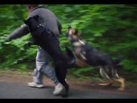 Protection - This compilation of training scenario shows why two personal protection dogs are better than one—as long as they have the right training. From obedience to h...