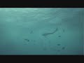 Mermaids An Endless Ocean