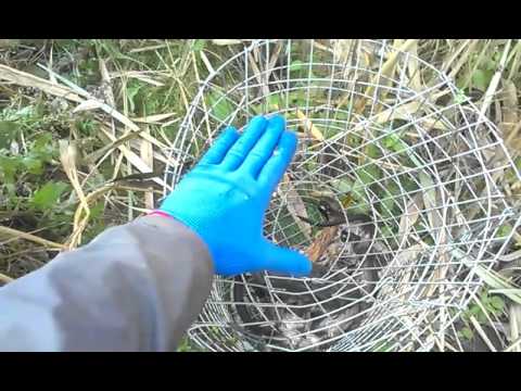 ловля андатр ловля андатр