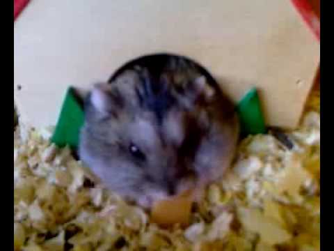 chomik dżungarski - lumpek dżungarski