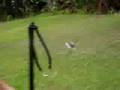Chicken Hunt