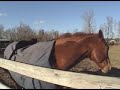 Cat first horse ride with Kate *CATBOY*