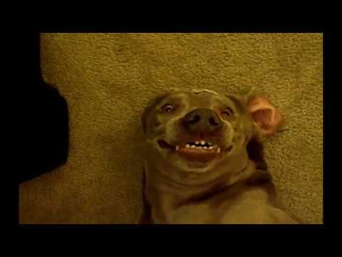 dog farts and makes funny face