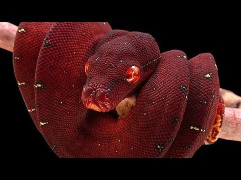 YouTube reptile video