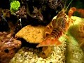Procambarus clarkii & Cherax Tiger