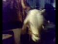 bull sacrifice in rufi paradise drive gulistan e jahur