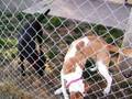 lab mix video
