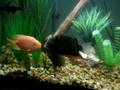 videos de Fighting Cichlids