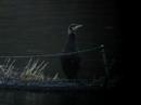 Cormorant at Carsington