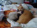 Cat bath 1