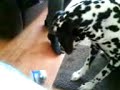 Oreos