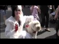 Cruella De Vil meets my son's service dog, a Golden Doodle, in Disneyland.
