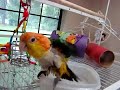 bathing in their baby bowl Caique