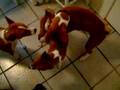 Basenji video